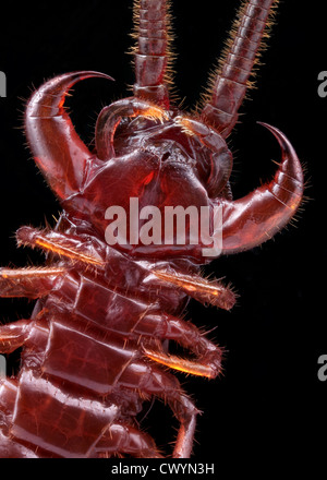 Marrone (centipede Lithobius forficatus), macro shot Foto Stock