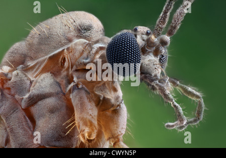 Inverno moscerino (Trichocera annulata), macro shot Foto Stock