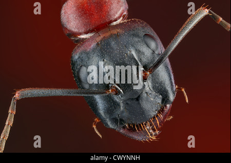 Testa di Camponotus ligniperda, macro shot Foto Stock