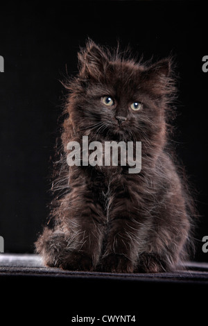 Gattino siberiano Foto Stock