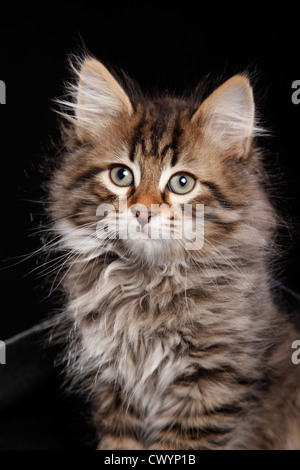 Gattino siberiano Foto Stock