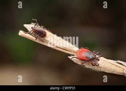 Maschio e femmina Castor bean tick (Ixodes ricinus) Foto Stock