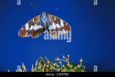 Ammiraglio bianco (Limenitis camilla) Foto Stock