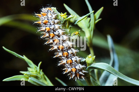 Caterpillar di Heath Fritillary (Melitaea athalia) Foto Stock