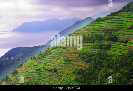 Paesaggio con vigneti in collina nel Parco Nazionale delle Cinque Terre, Italia Foto Stock