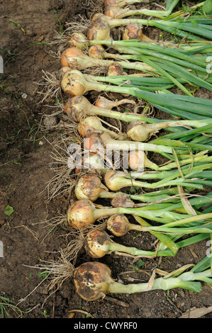 Maincrop cipolle, appena raccolto e asciugatura sul suolo di giardino Foto Stock