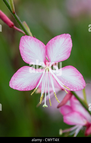 Gaura lindheimeri 'Rosea Jane' crescono in un confine erbacee. Foto Stock