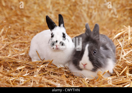 coniglio di Lionhead Foto Stock