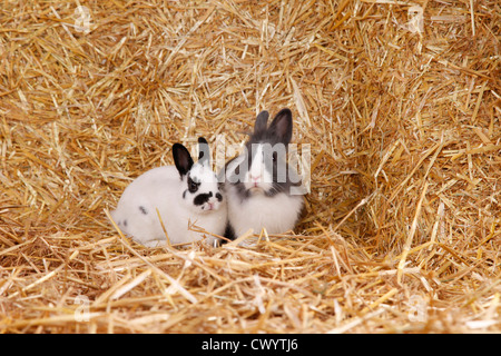 coniglio di Lionhead Foto Stock