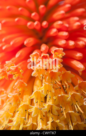 Red Hot poker, close up fiore spike Foto Stock