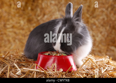 coniglio di Lionhead Foto Stock