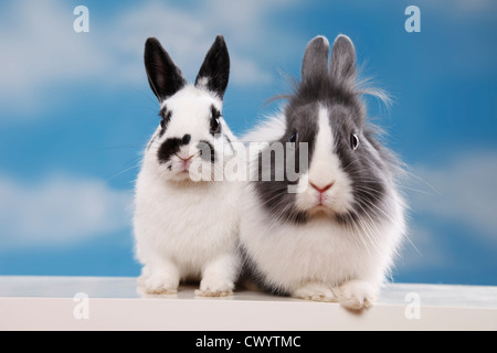 coniglio di Lionhead Foto Stock