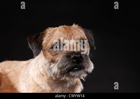 Border Terrier ritratto Foto Stock