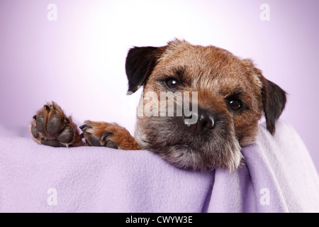 Border Terrier Foto Stock