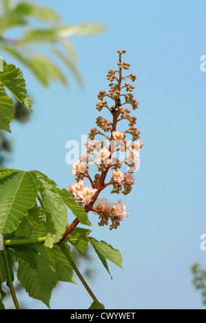 Red ippocastano Aesculus x carnea Foto Stock