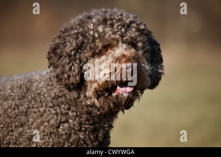 Lagotto Romagnolo ritratto Foto Stock