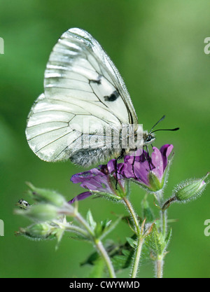 Parnassius mnemosyne Foto Stock