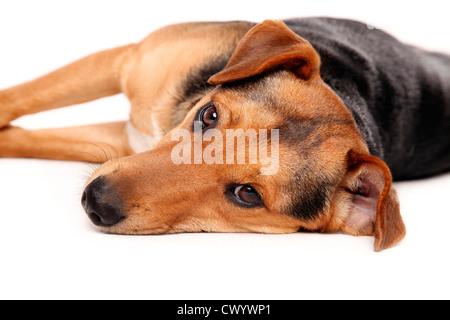 Mongrel ritratto Foto Stock