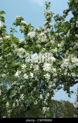 Malus sylvestris Malus 'John Downie' Foto Stock