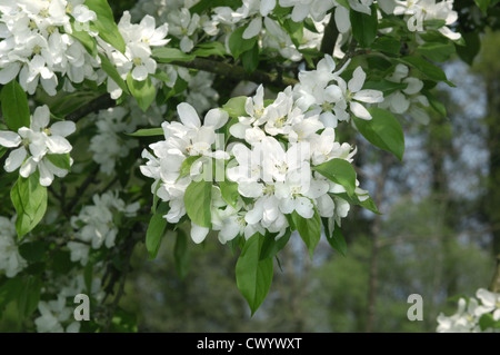 Malus sylvestris Malus 'John Downie' Foto Stock