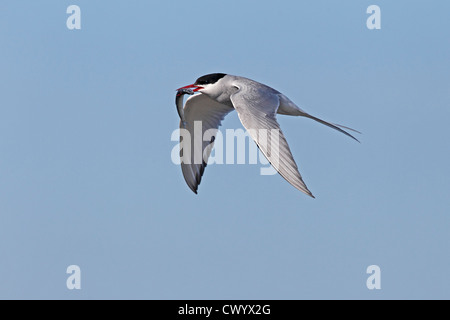 Arctic Tern (sterna paradisaea) in volo con il pesce per l'alimentazione chick Cemlyn Bay Anglesey North Wales UK Luglio 7289 Foto Stock