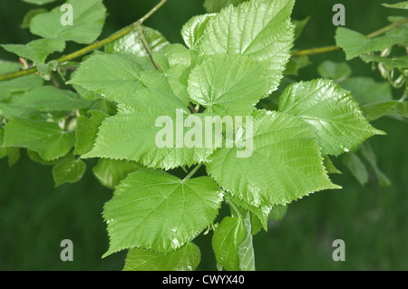 Grandi lasciava in calce Tilia platyphyllos (delle Tiliaceae) Foto Stock