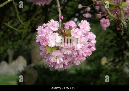 Ciliegia giapponese Prunus serrulata (Rosacee) Foto Stock