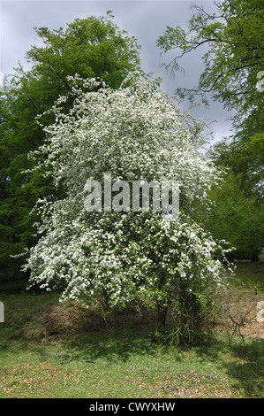 Il Granchio selvatico Malus sylvestris rosacee Foto Stock