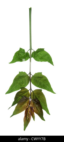 Albero del Paradiso Ailanthus altissima (Simaroubaceae) Foto Stock