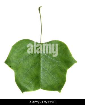 Albero dei tulipani liriodendron tulipifera Foto Stock