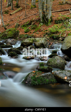 Kleine Ohe in Autunno, Foresta Bavarese, Germania Foto Stock