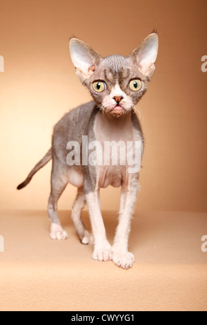 Devon Rex Foto Stock