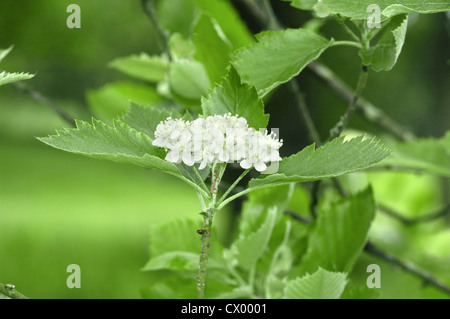 Sorbus subsimilis (Rosacee) Foto Stock