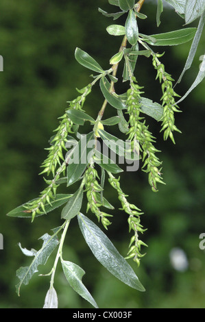 Salice bianco Salix alba Foto Stock