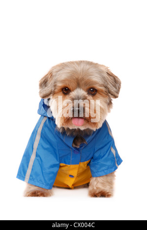 Yorkshire Terrier con custodia impermeabile Foto Stock