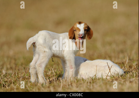 Due giovani capre su pascolo Foto Stock