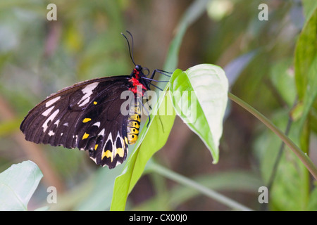 Cairns Birdwing (Omithoptera euphorion) farfalla, Cairns, Australia Foto Stock