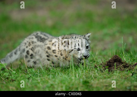 Snow Leopard cub (Uncia uncia) sul prato Foto Stock