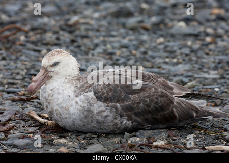 Giant-Petrel settentrionale (Macronectes halli), adulto in appoggio su una spiaggia nei pressi di Salisbury Plain sull Isola Georgia del Sud. Foto Stock