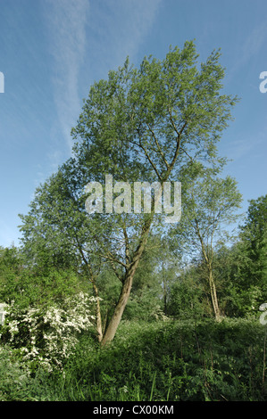 Salice bianco Salix alba Salicaceae Foto Stock