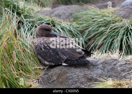 Skua marrone (Stercorarius antarcticus lonnbergi), sottospecie sub antartiche, appoggiato in tussock grass Foto Stock