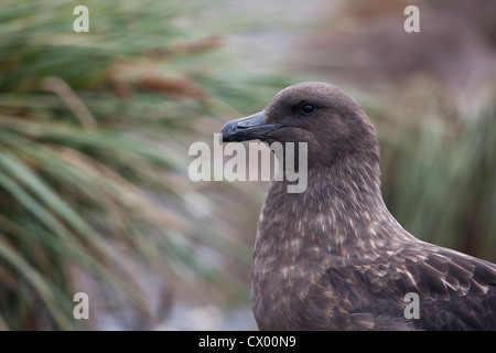 Skua marrone (Stercorarius antarcticus lonnbergi), sottospecie sub antartiche, appoggiato in tussock grass Foto Stock