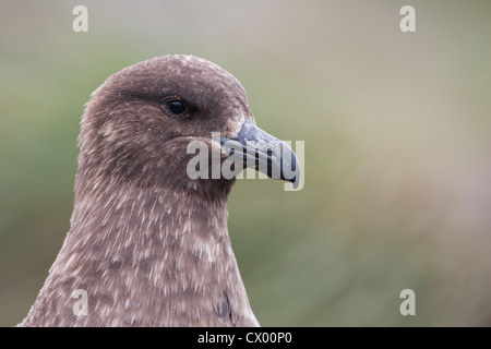 Skua marrone (Stercorarius antarcticus lonnbergi), sottospecie sub antartiche, appoggiato in tussock grass Foto Stock