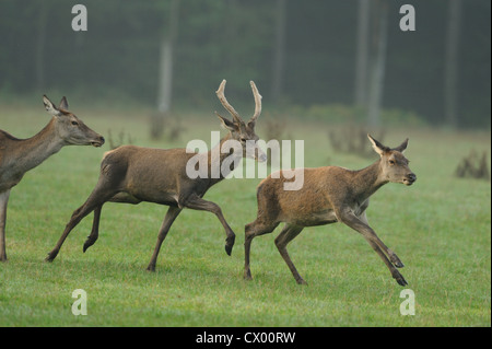 Il cervo (Cervus elaphus) in esecuzione su prato Foto Stock