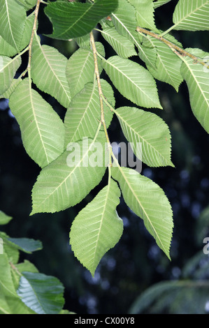 Huntingdon Elm Ulmus x vegeta (Ulmaceae) Foto Stock