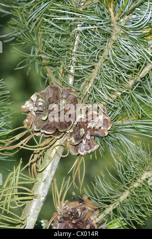 Giapponese di pino bianco Pinus parviflora Foto Stock