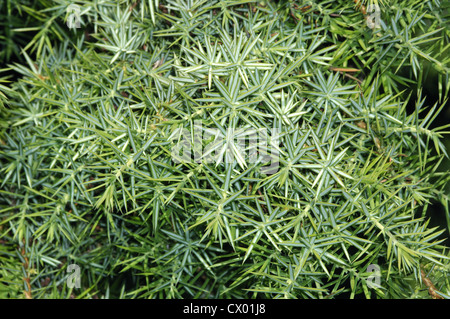 Ginepro comune Juniperus communis Cupressaceae Foto Stock