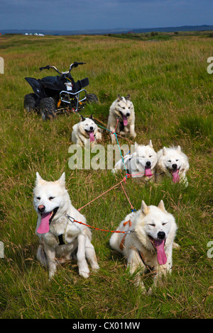 Estate asciutta husky Sleddog (trolling) in un veicolo dotato di ruote, Islanda Foto Stock