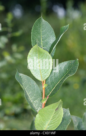 Dark-lasciato Willow Salix myrsinifolia (pka S. nigricans) (Salicaceae) Foto Stock
