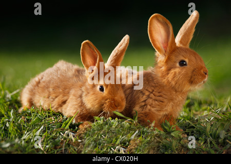 Giovane Neozelandese conigli Foto Stock